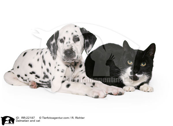 Dalmatian and cat / RR-22187