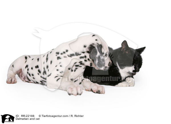 Dalmatian and cat / RR-22188