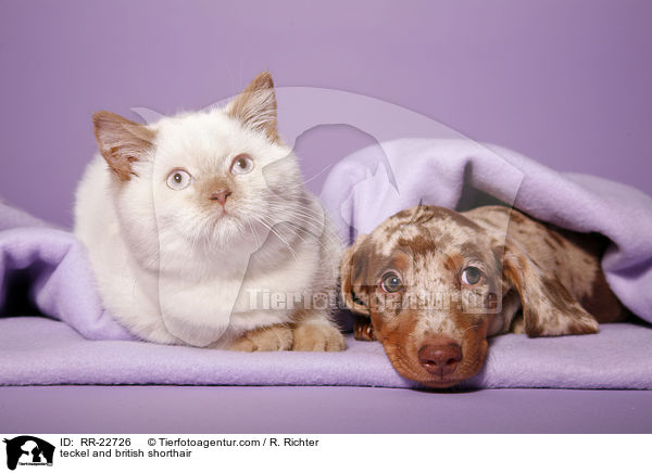 teckel and british shorthair / RR-22726