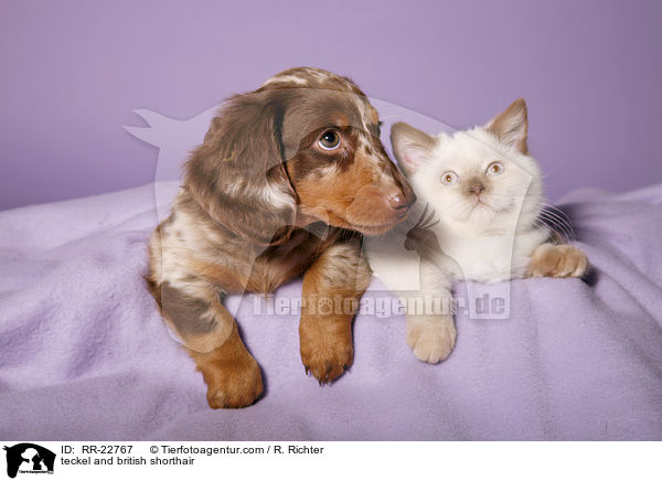 teckel and british shorthair / RR-22767