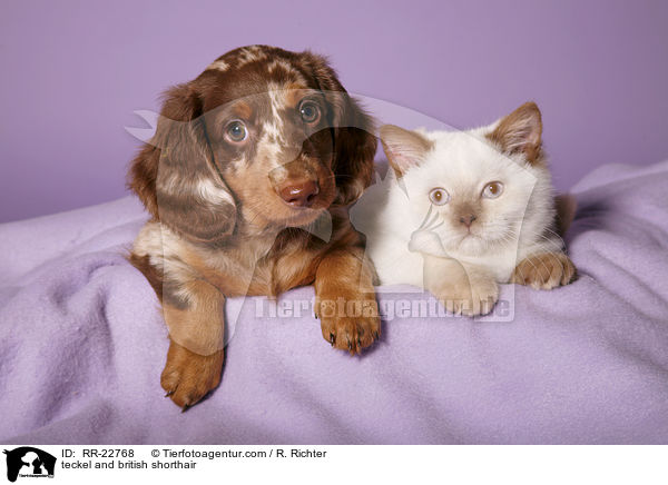 Dackel und Britisch Kurzhaar / teckel and british shorthair / RR-22768