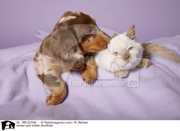 teckel and british shorthair / RR-22769
