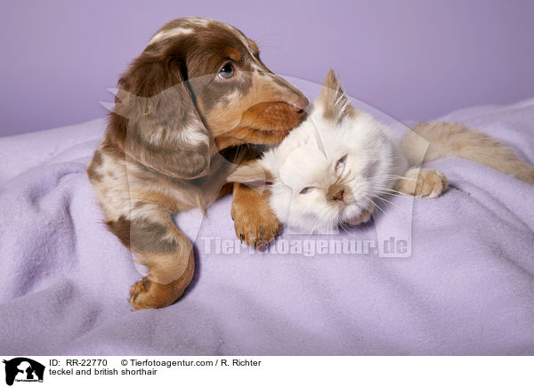 teckel and british shorthair / RR-22770