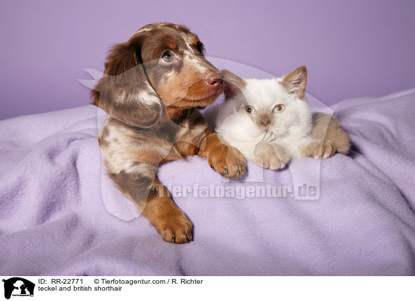 teckel and british shorthair / RR-22771