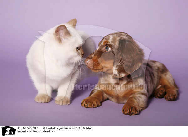 teckel and british shorthair / RR-22797