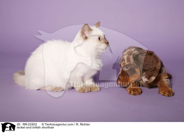 teckel and british shorthair / RR-22802