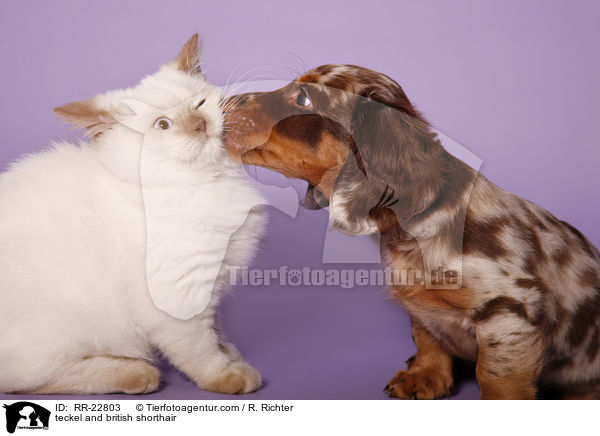 teckel and british shorthair / RR-22803