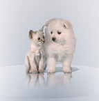 dog & cat