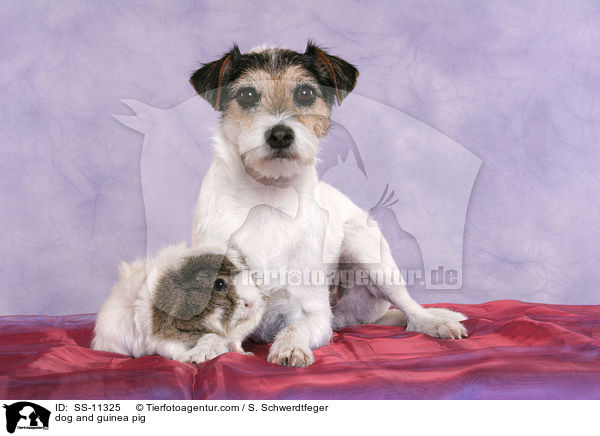 dog and guinea pig / SS-11325