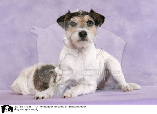 dog and guinea pig / SS-11328