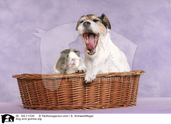 dog and guinea pig / SS-11330