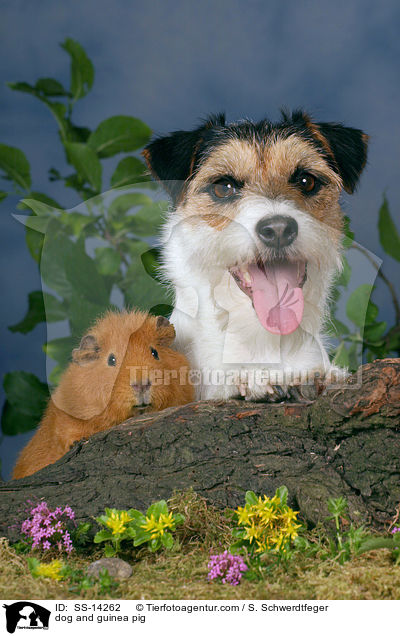dog and guinea pig / SS-14262