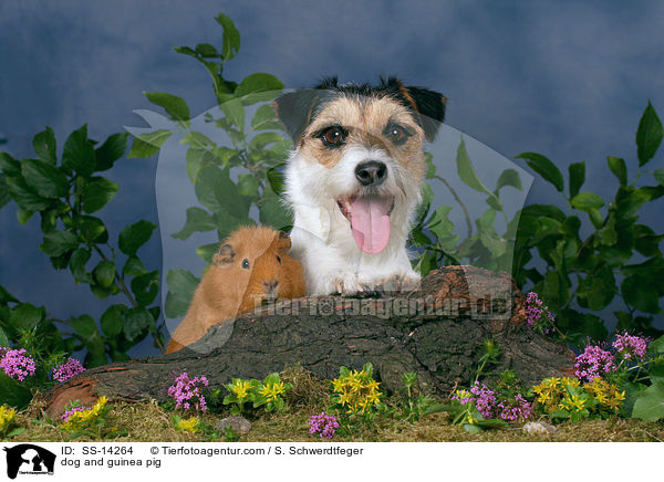 dog and guinea pig / SS-14264