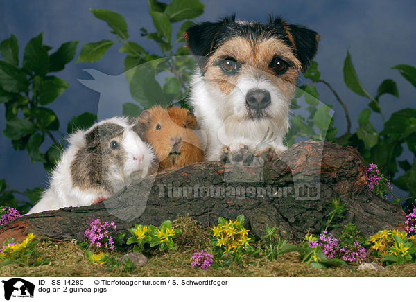 Hund und 2 Meerschweine / dog an 2 guinea pigs / SS-14280