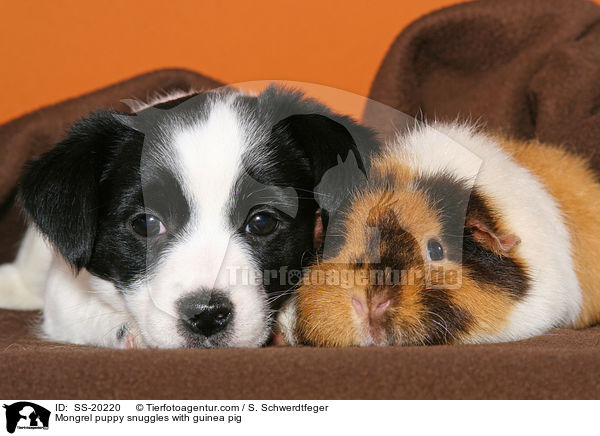 Mongrel puppy snuggles with guinea pig / SS-20220