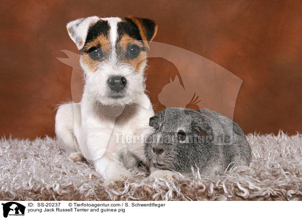 young Jack Russell Terrier and guinea pig / SS-20237