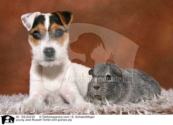 young Jack Russell Terrier and guinea pig / SS-20239