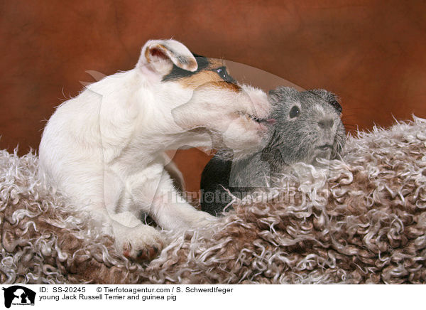 junger Parson Russell Terrier und Meerschwein / young Parson Russell Terrier and guinea pig / SS-20245