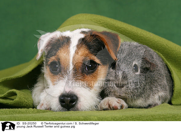 young Jack Russell Terrier and guinea pig / SS-20250