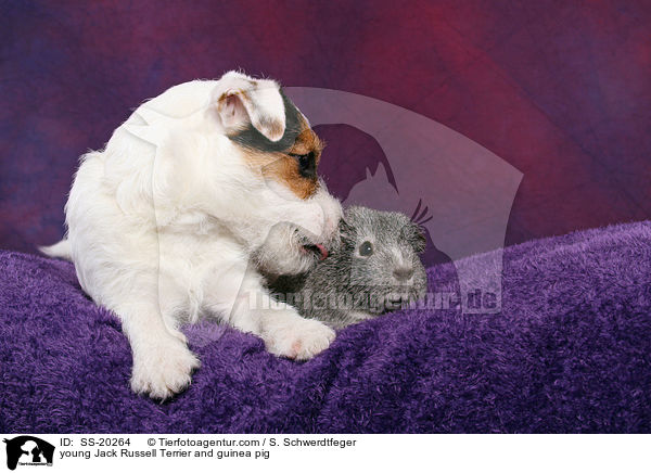 young Jack Russell Terrier and guinea pig / SS-20264