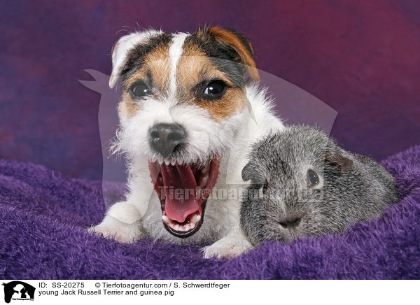 young Jack Russell Terrier and guinea pig / SS-20275