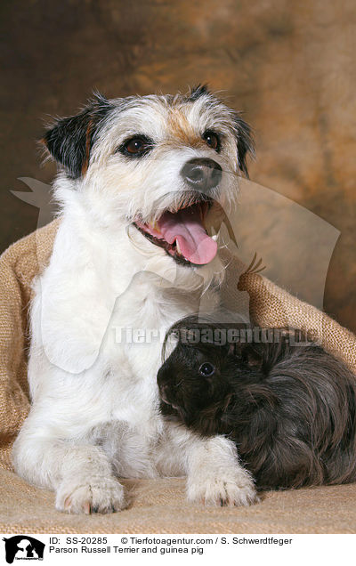 Parson Russell Terrier and guinea pig / SS-20285