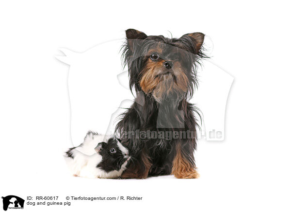 dog and guinea pig / RR-60617