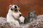 young Jack Russell Terrier and guinea pig
