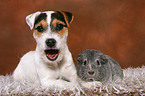 young Jack Russell Terrier and guinea pig