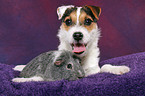 young Jack Russell Terrier snuggles with guinea pig