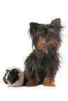 dog and guinea pig