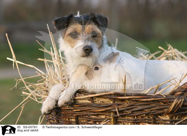 Hund und Kaninchen / dog and rabbit / SS-00781