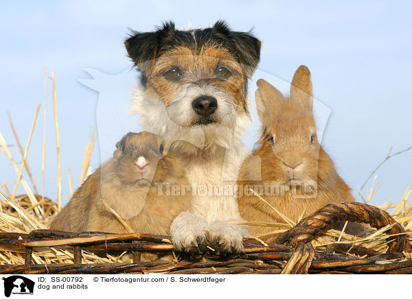 dog and rabbits / SS-00792