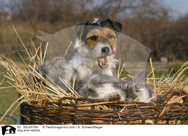 Parson Russell Terrier und Kaninchen / dog and rabbits / SS-00794