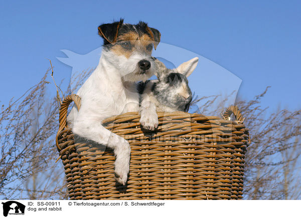 Parson Russell Terrier und Kaninchen / dog and rabbit / SS-00911