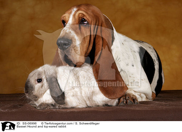 Basset Hound and lop-eared rabbit / SS-06996
