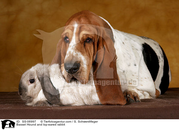 Basset Hound und Widderkaninchen / Basset Hound and lop-eared rabbit / SS-06997
