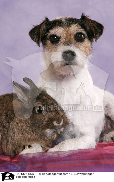dog and rabbit / SS-11337