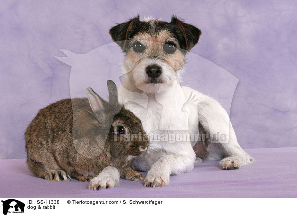 dog & rabbit / SS-11338