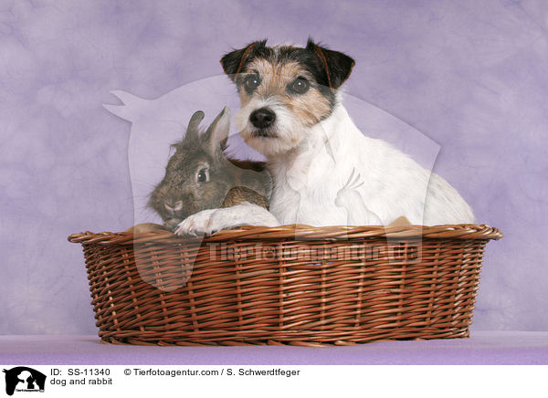 dog and rabbit / SS-11340