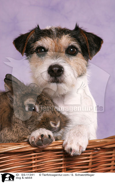 dog & rabbit / SS-11341
