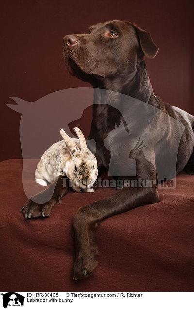Labrador with bunny / RR-30405