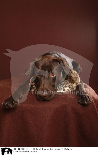 Labrador with bunny / RR-30424