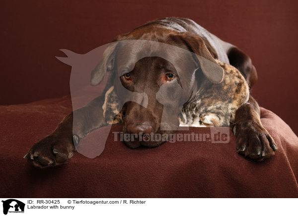 Labrador with bunny / RR-30425