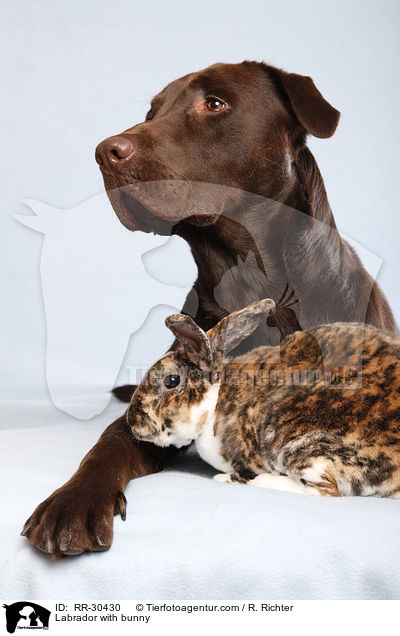 Labrador with bunny / RR-30430