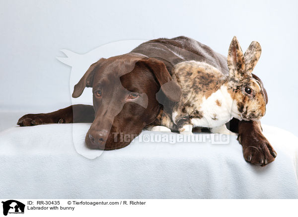Labrador with bunny / RR-30435