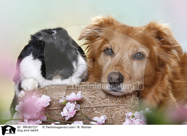 dog and rabbit / RR-80727