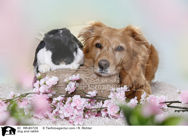 Hund und Kaninchen / dog and rabbit / RR-80729