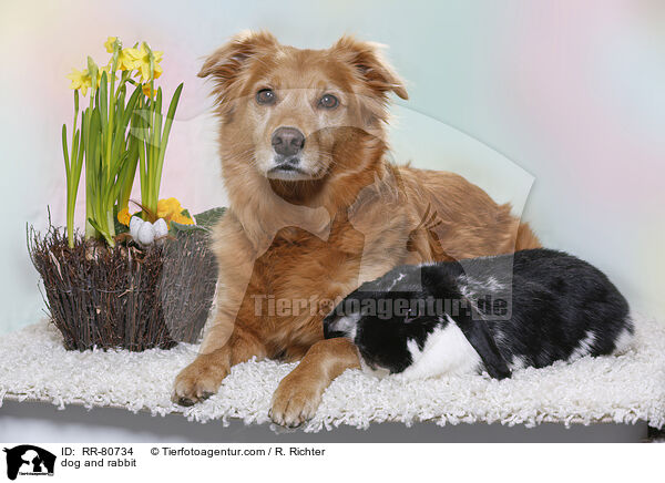 dog and rabbit / RR-80734