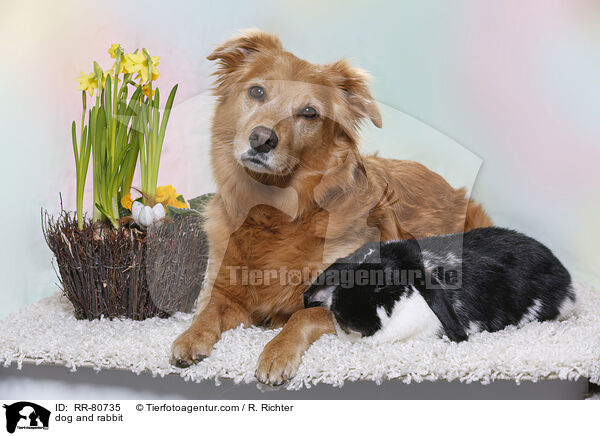 Hund und Kaninchen / dog and rabbit / RR-80735